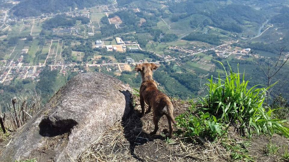 Morro do boi_Ox hill_dog.png